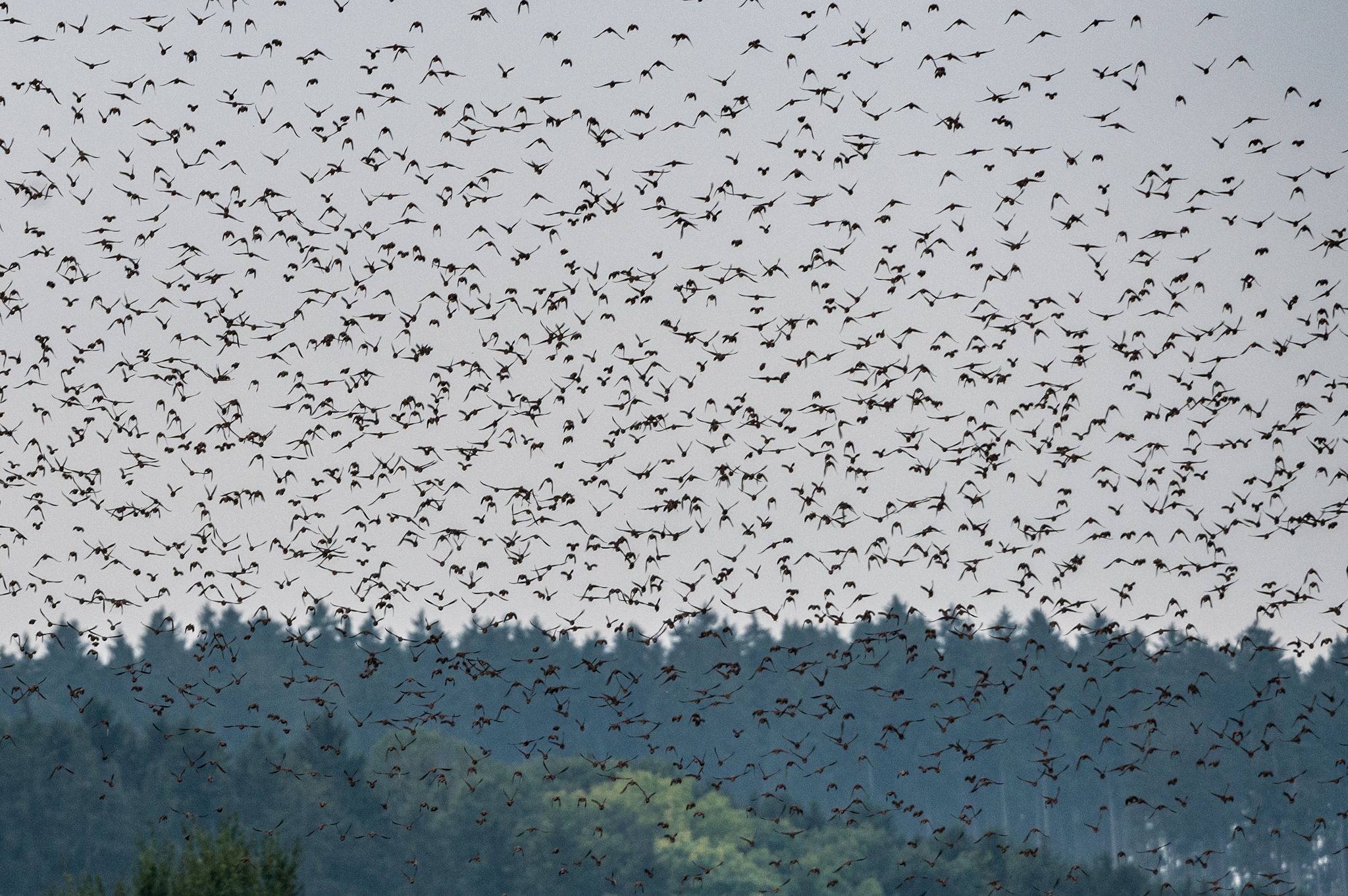 Vogelzug