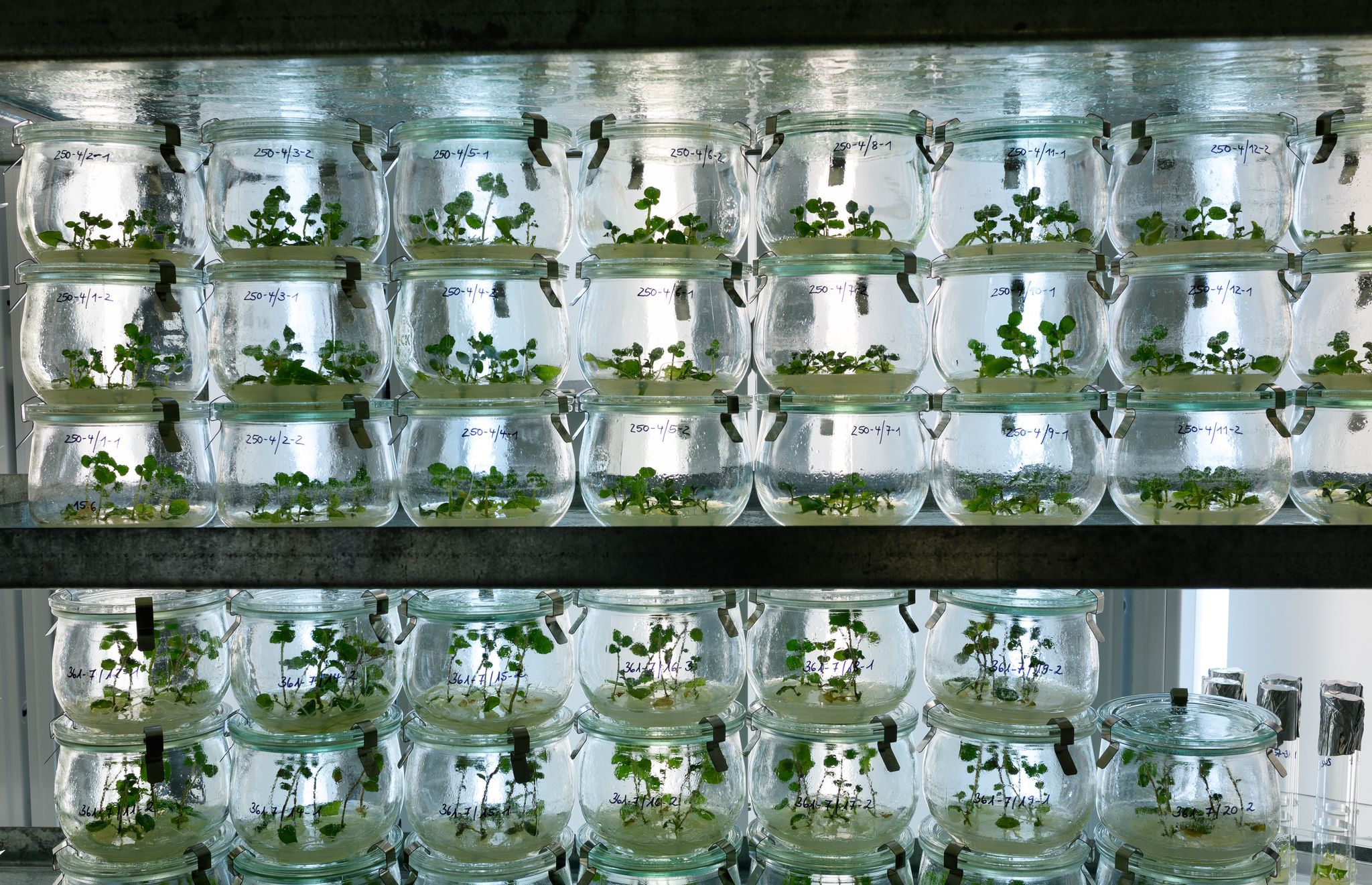 Klimaherausforderungen für Kartoffelzüchter