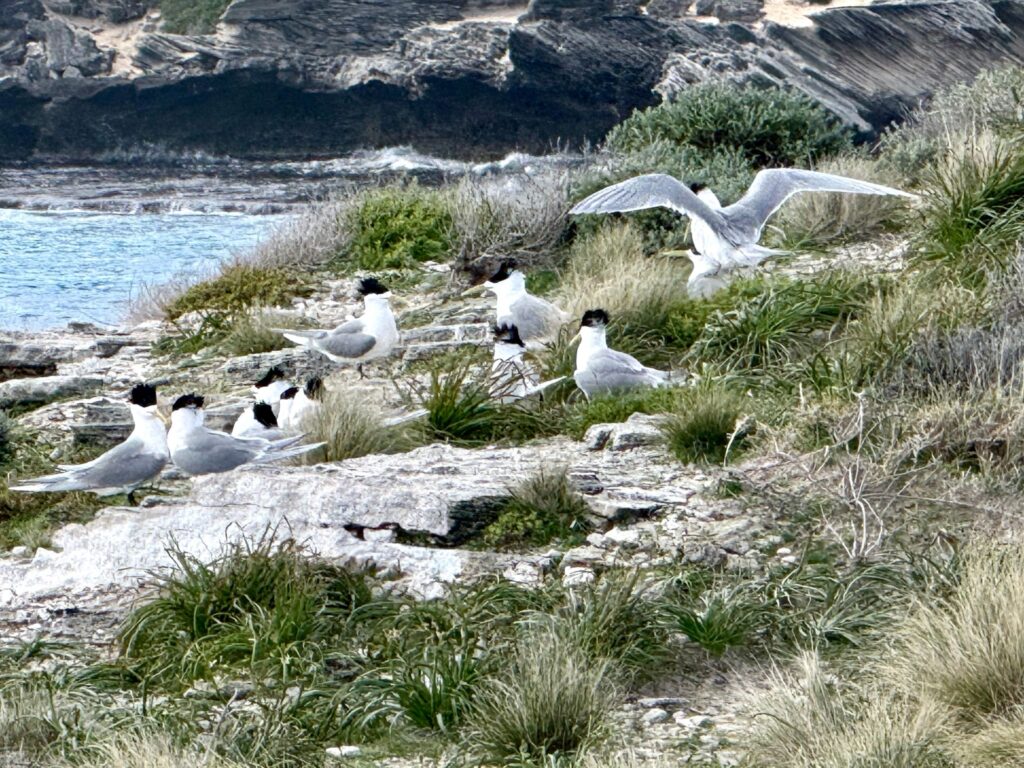 Eilseeschwalben -Vogelgrippe in Australien