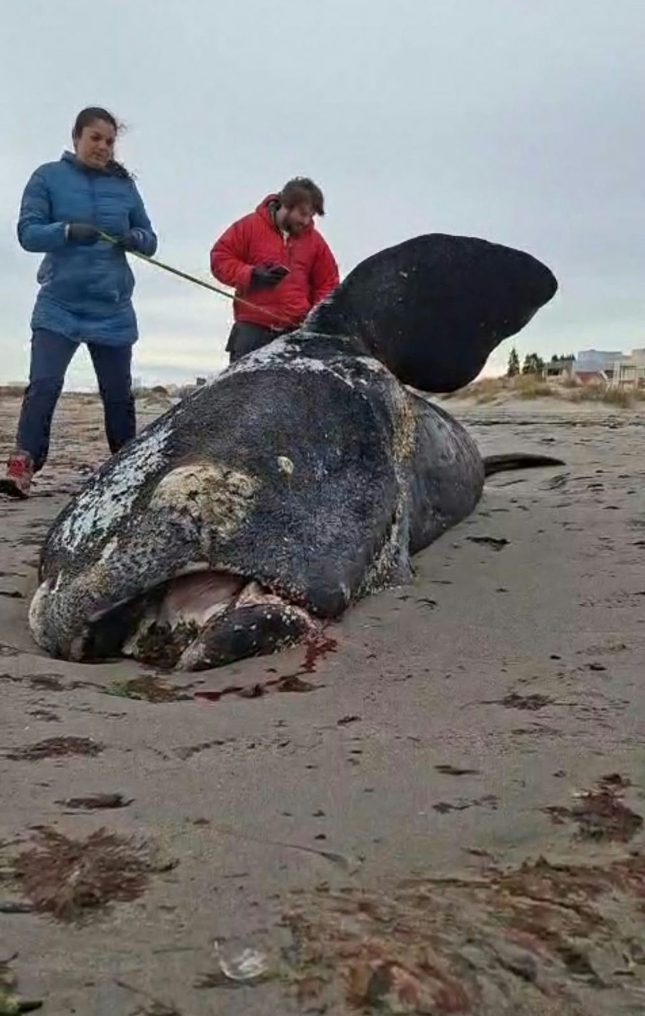 Dutzende toter Jungwale in Patagonien an Land gespült