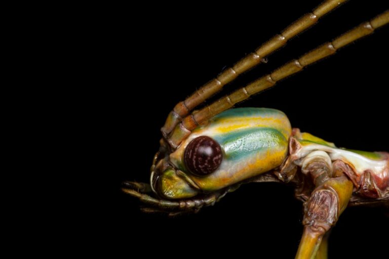 Neue Stabschrecken in Australien entdeckt