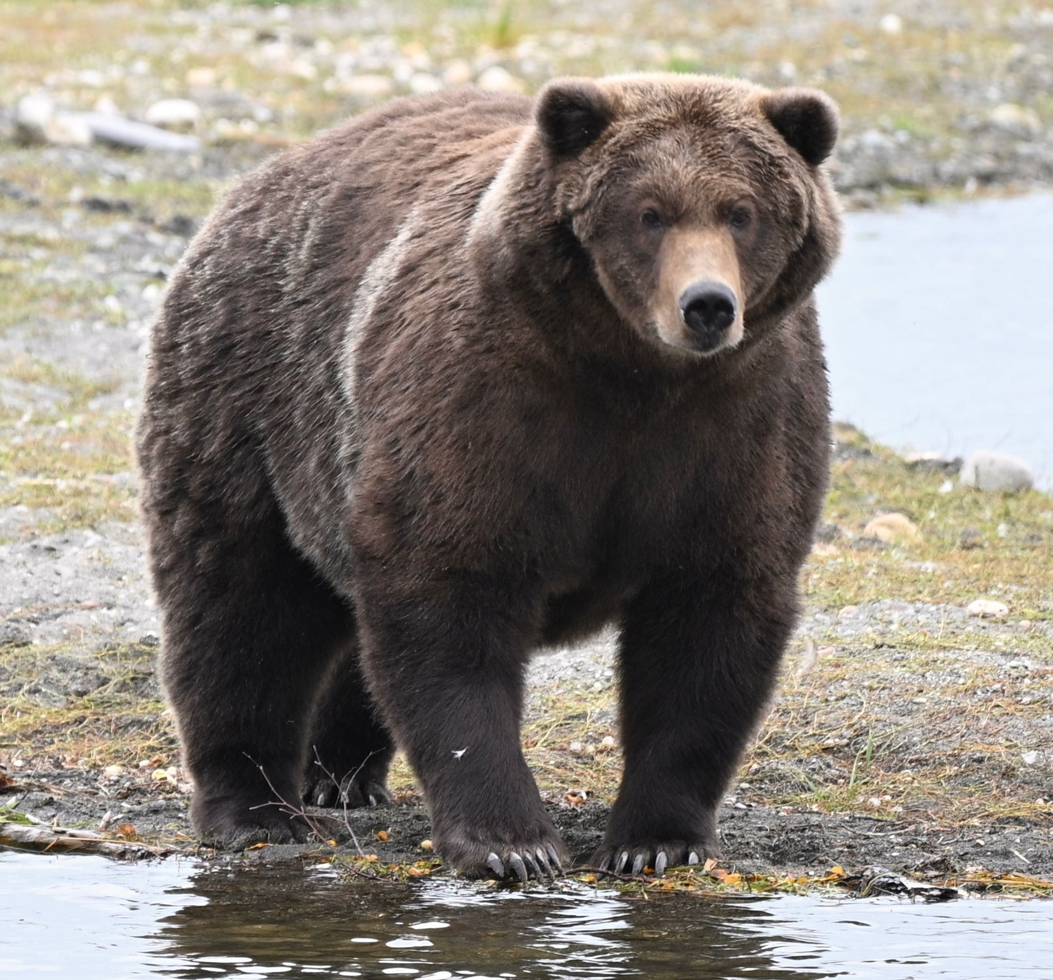 «Fat Bear»-Wahl in Alaska