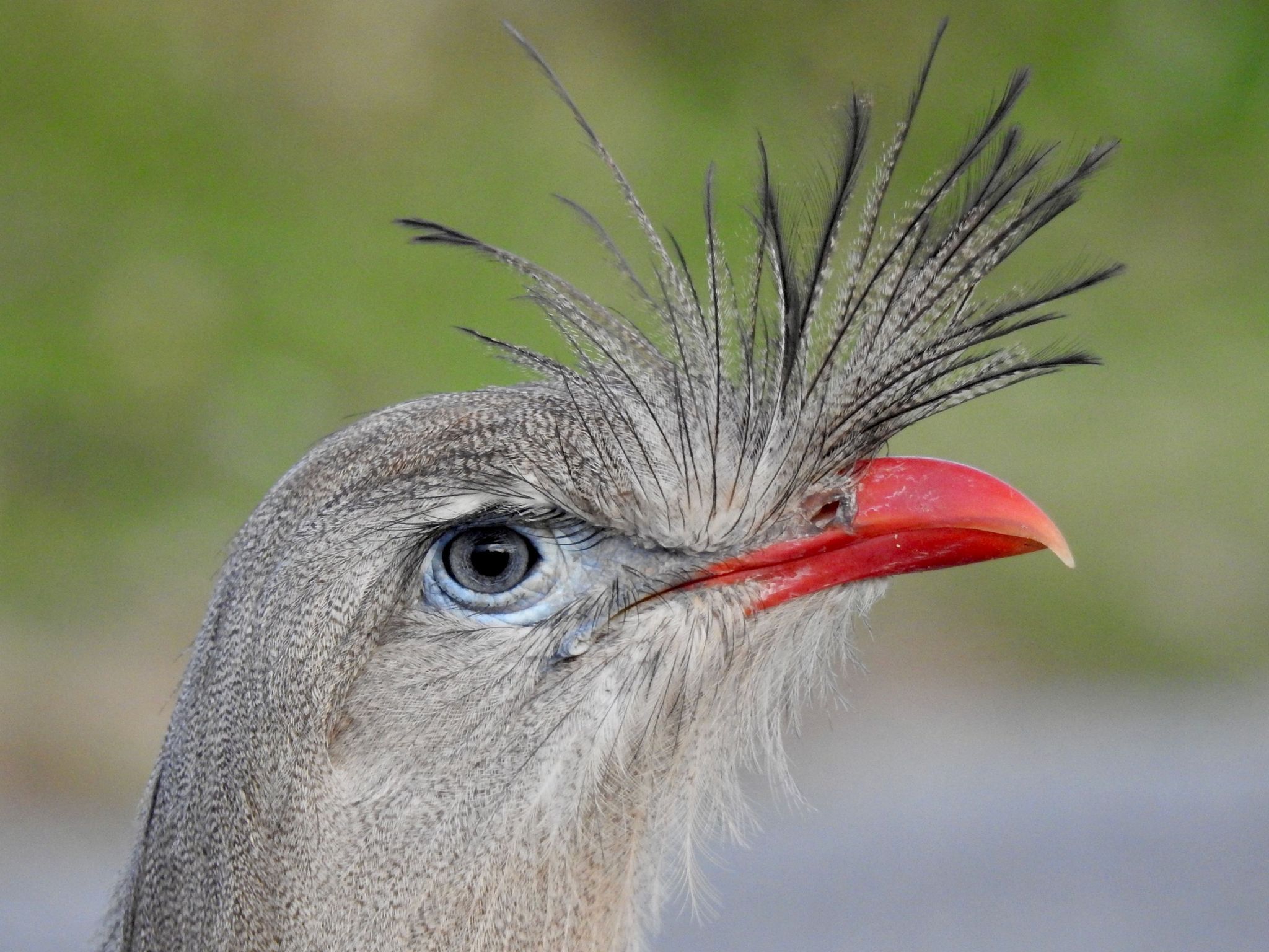 Zwei neue Anwärter für den Titel «Lautester Vogel der Welt»