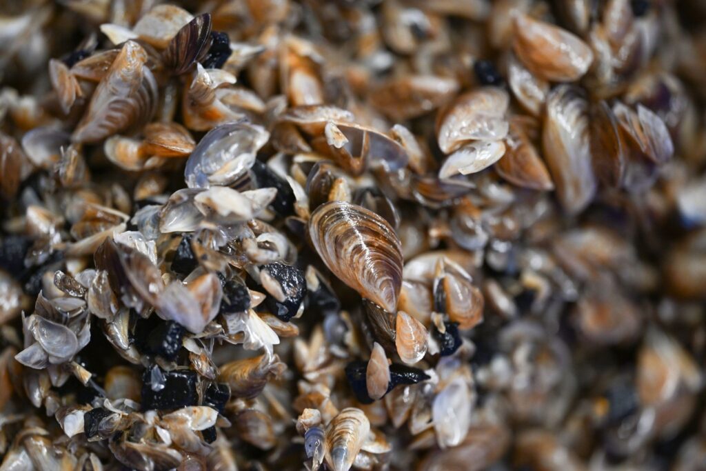 Quagga-Muscheln