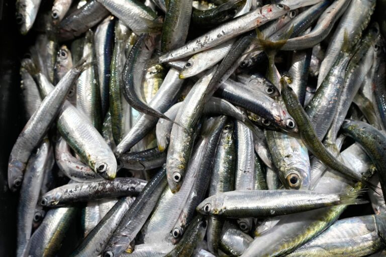 Sardinen