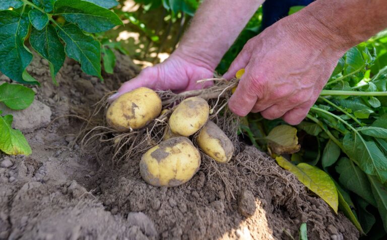 Klimaherausforderungen für Kartoffelzüchter