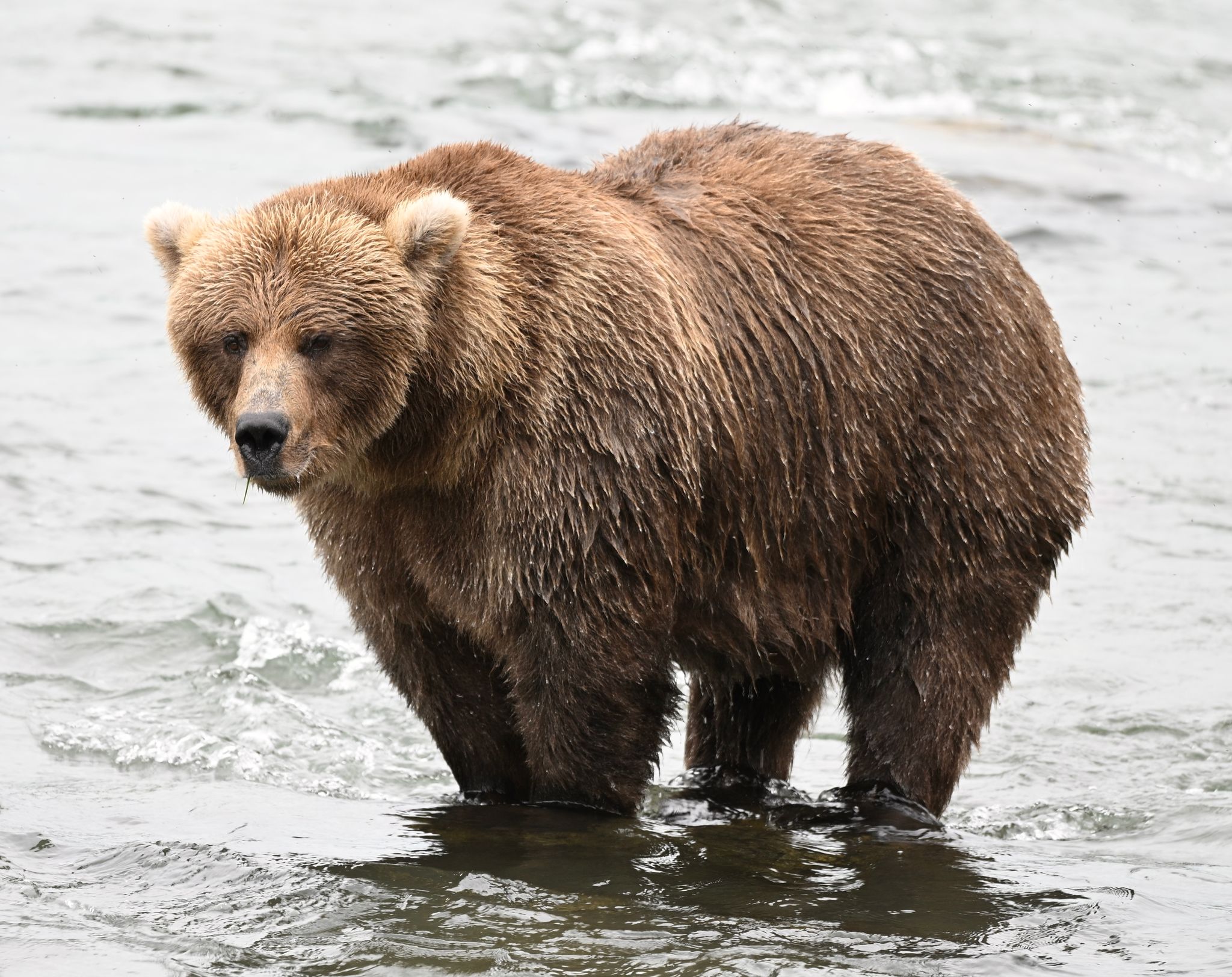 «Fat Bear»-Wahl in Alaska