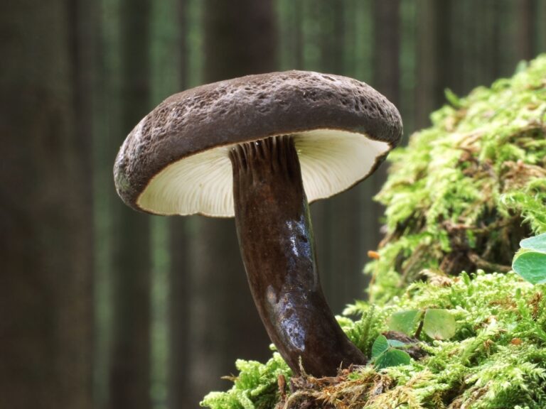 Der Schwarzkopf-Milchling ist "Pilz des Jahres"