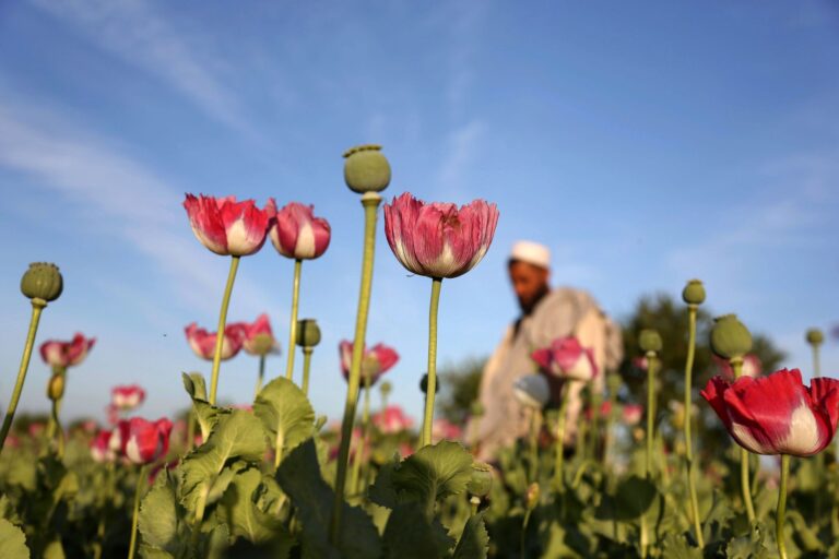 Opiumanbau in Afghanistan