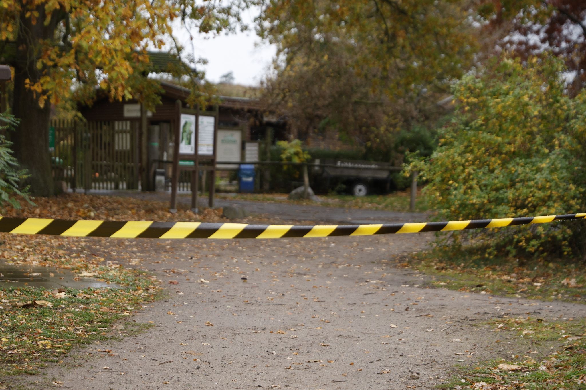Wolf greift Kind in Wildpark an