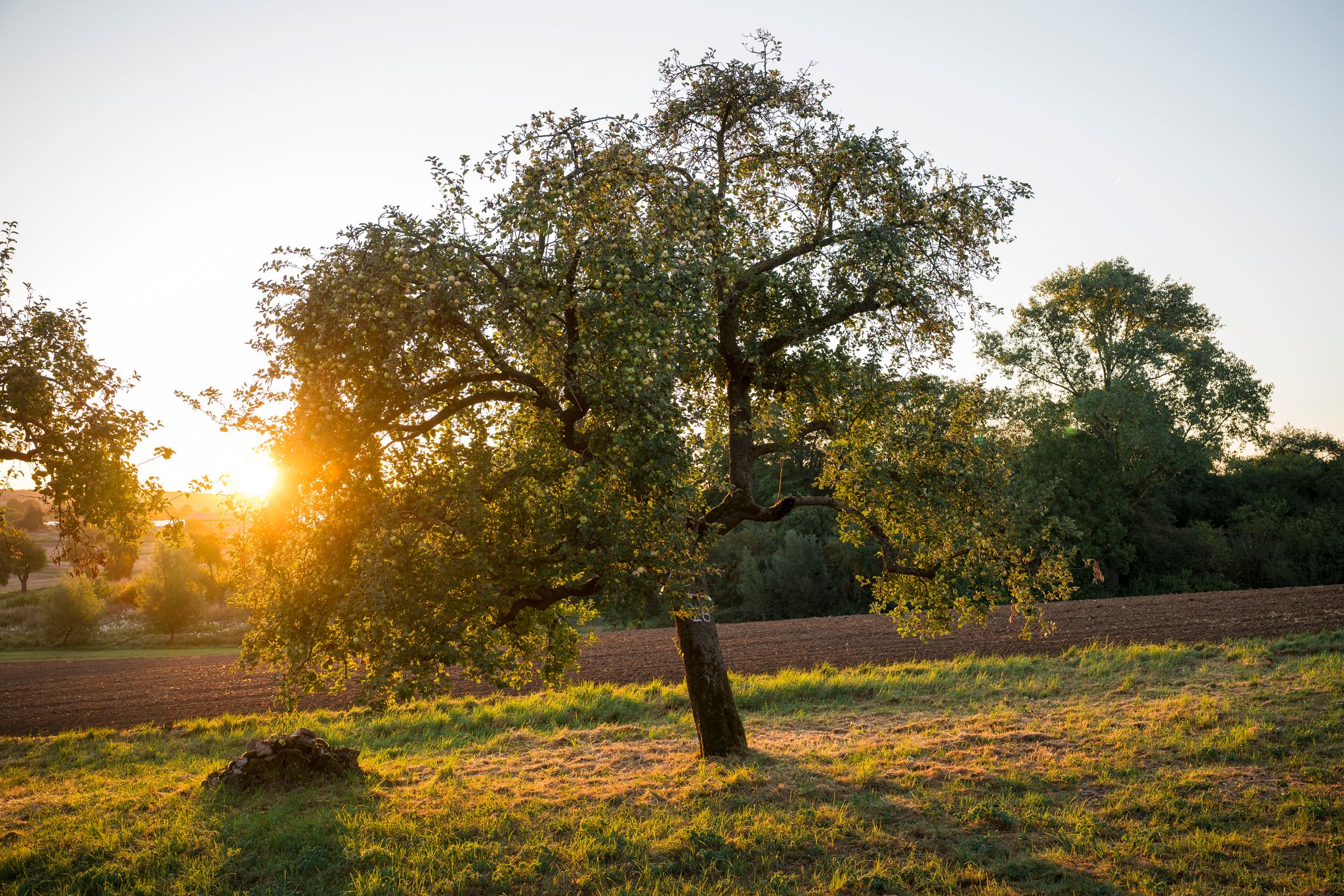 Sonnenaufgang über einer Streuobstwiese