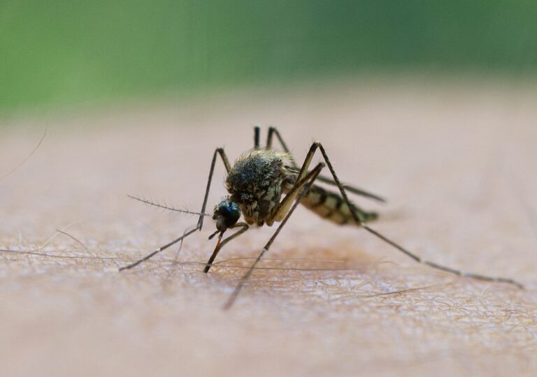 West-Nil-Virus: Sieben Menschen in Deutschland angesteckt