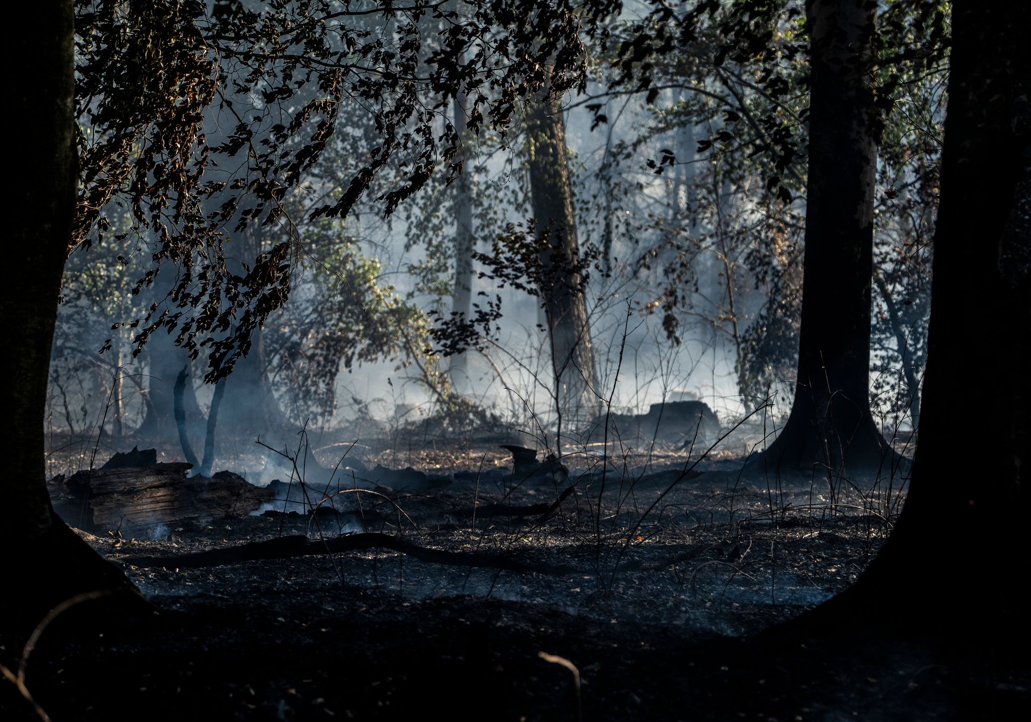 Waldbrand in Hessen