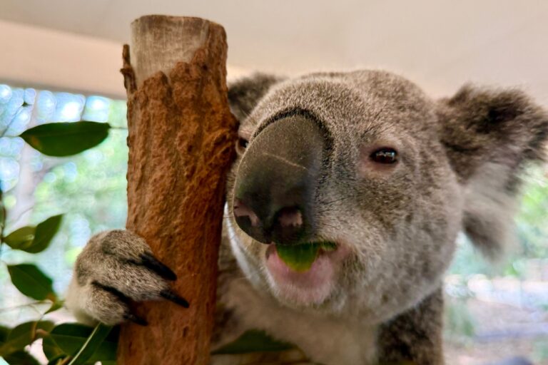 Koala-Schutzzentrum in Brisbane