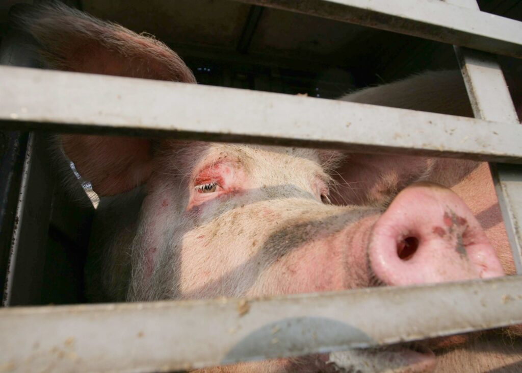 Schweinetransporter