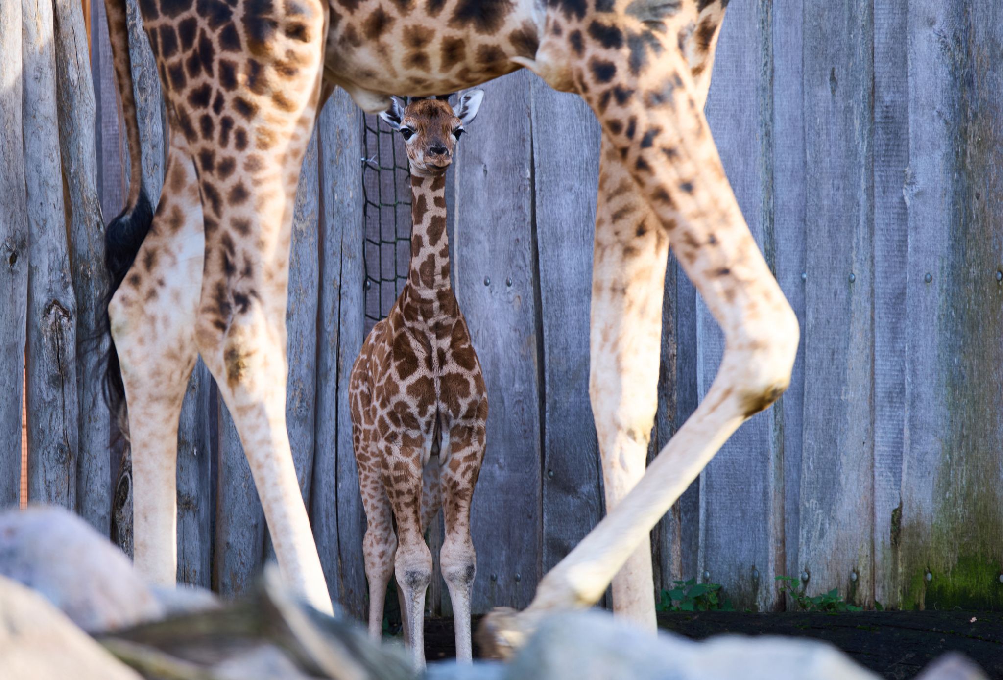 Giraffennachwuchs im Zoo