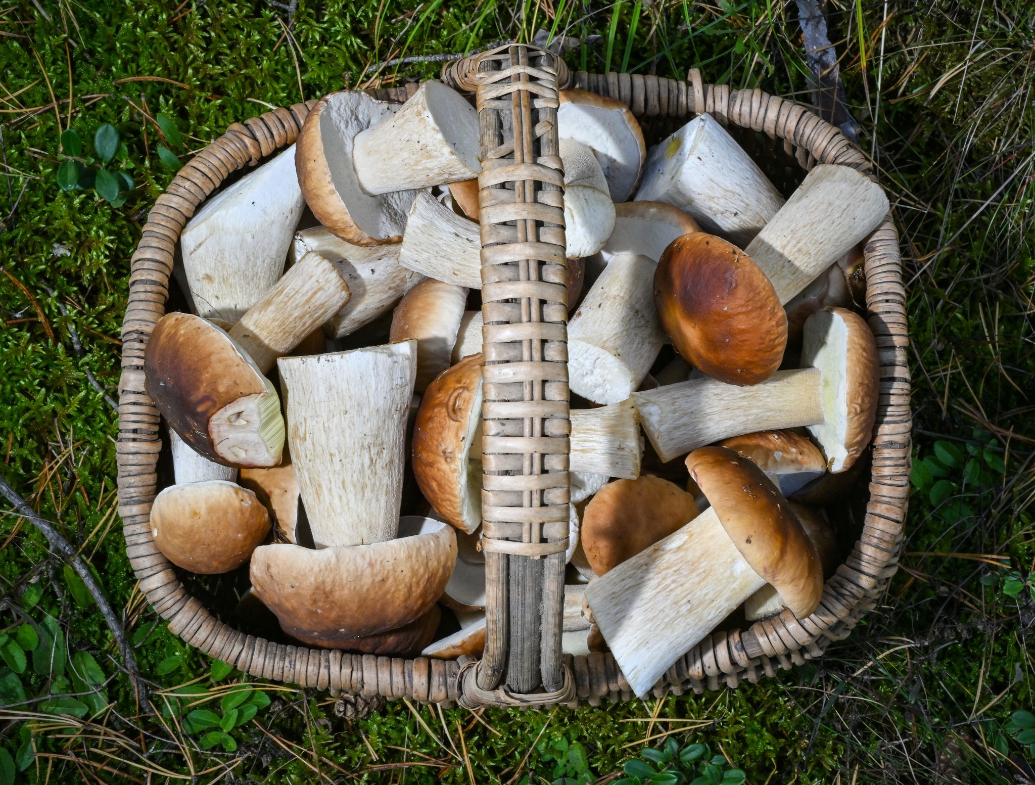 Korb mit Steinpilzen steht in einem Wald