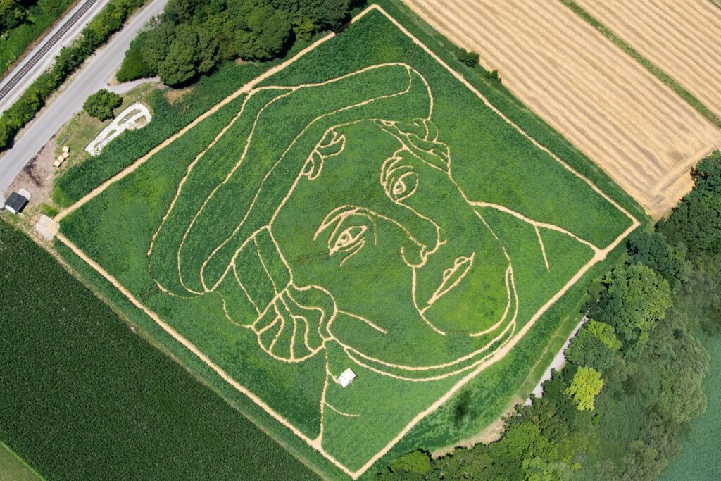 Labyrinth im Maisfeld