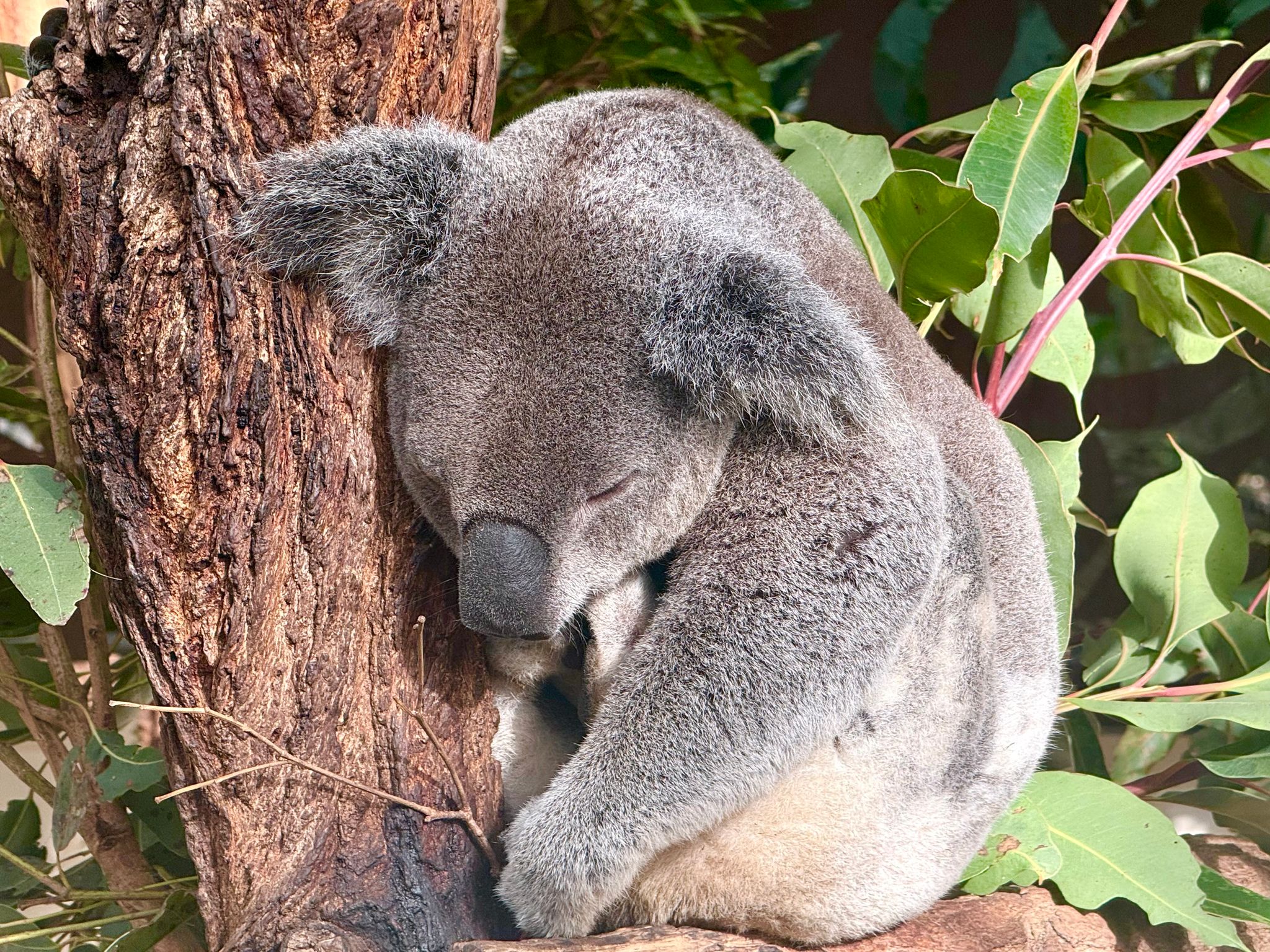 Koala-Schutzzentrum in Brisbane