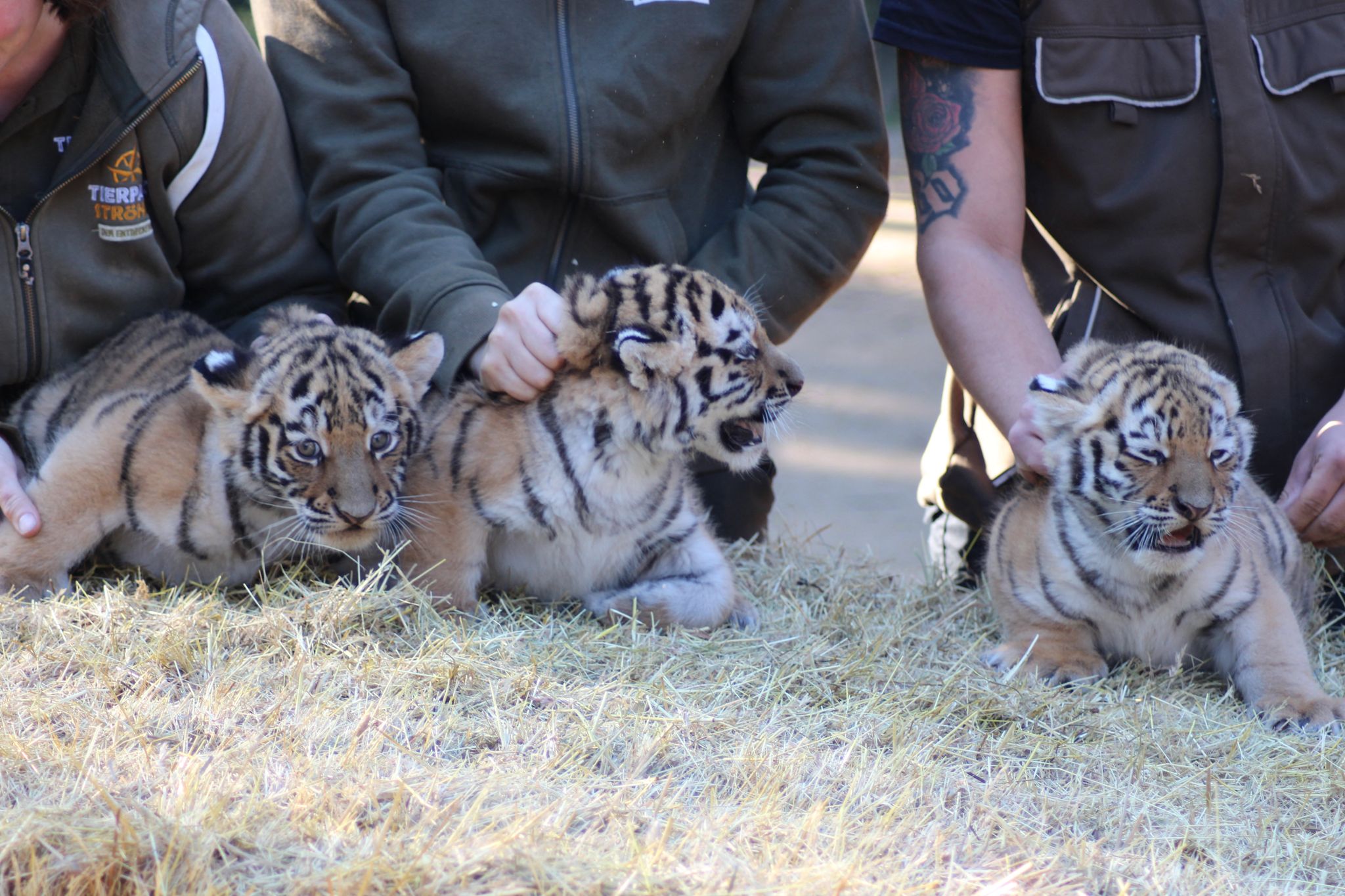 Tigerdrillinge im Tierpark Ströhen