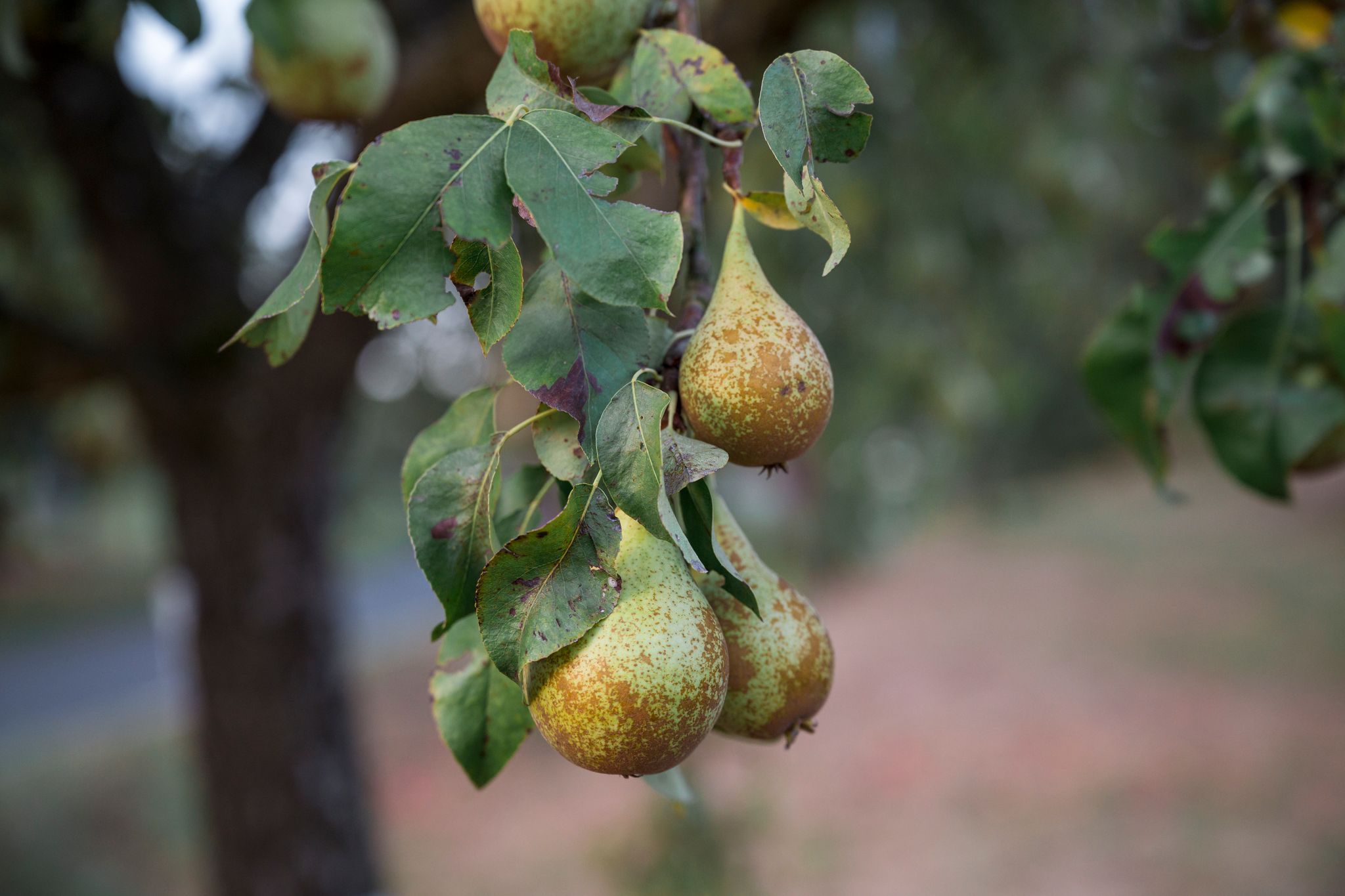 Sonnenaufgang über einer Streuobstwiese