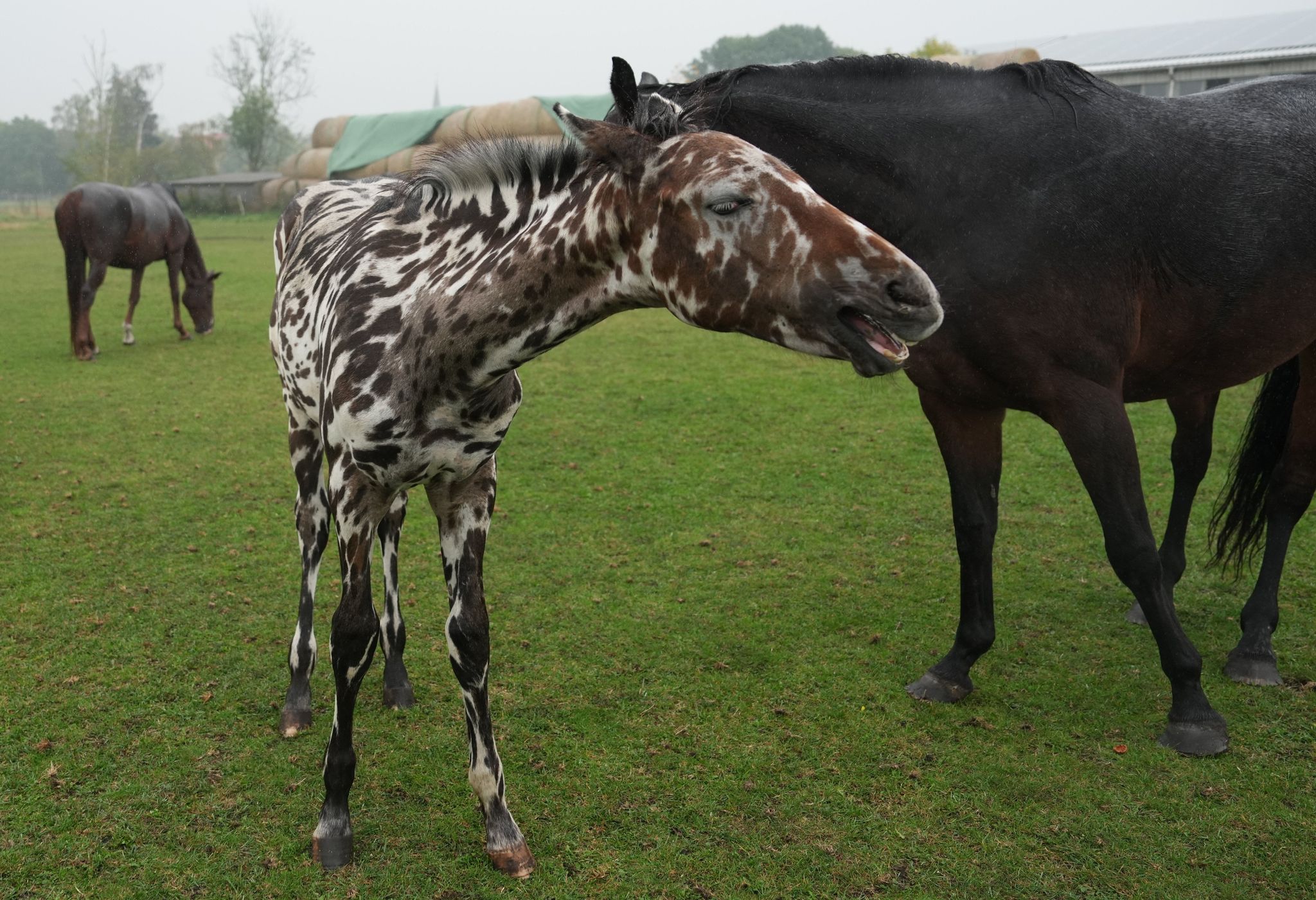 Ein zebrahaft geschecktes Fohlen