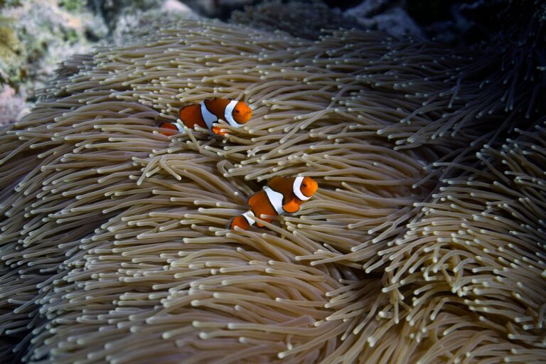 IUCN: 96 Prozent der Flachwasser-Korallenriffe stark bedroht