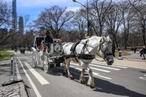 Aus für die Pferdekutschen im New Yorker Central Park