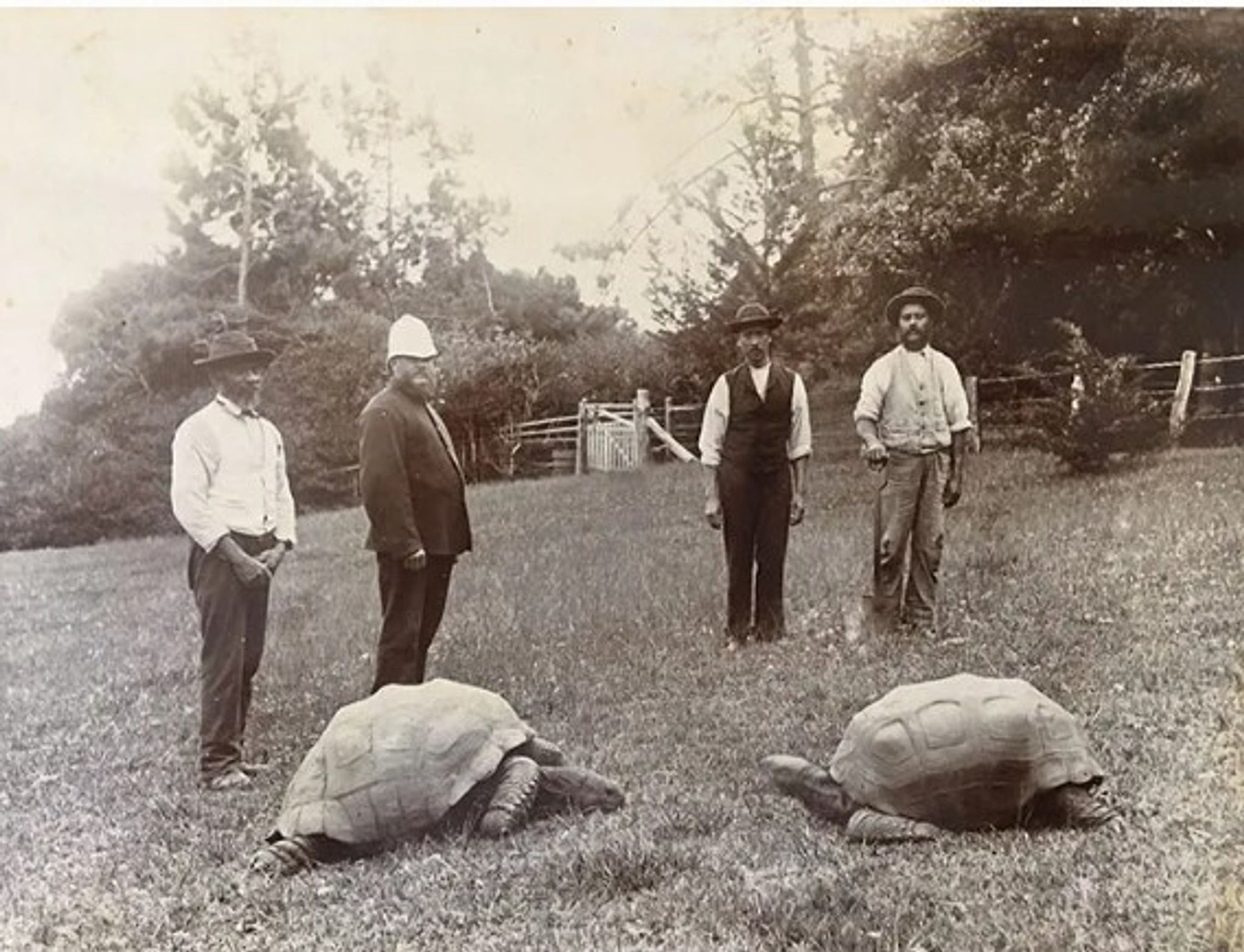 Riesenschildkröte Jonathan